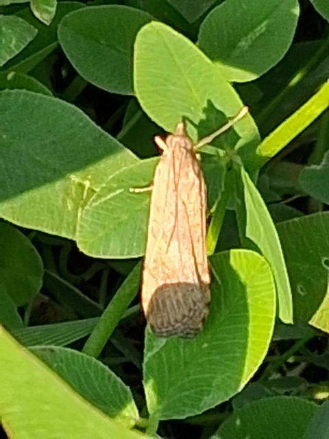 Nomophila noctuella - közönséges vándormoly