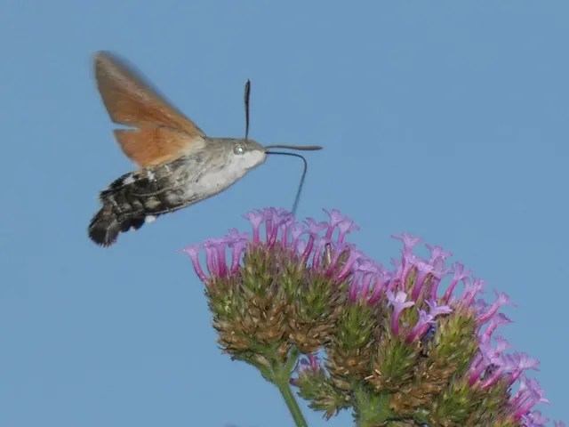 Macroglossum stellatarum - kacsafarkú szender