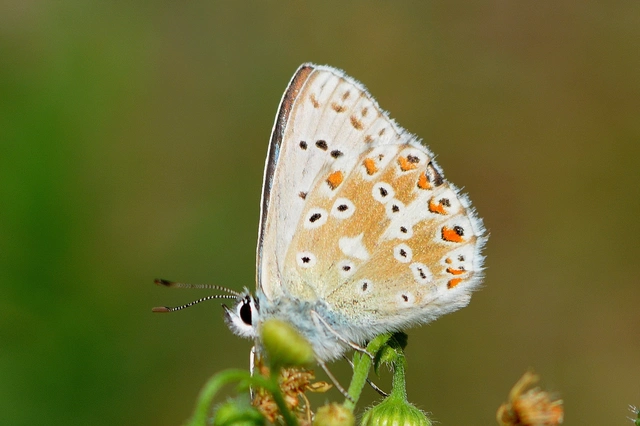 Polyommatus coridon - ezüstkék boglárka