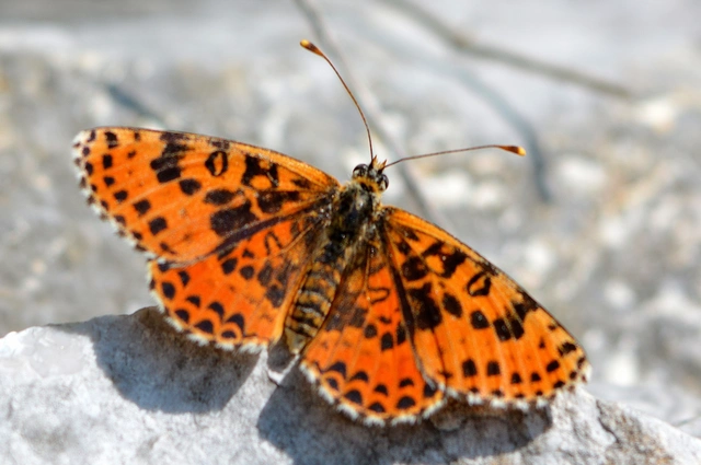 Melitaea didyma - tüzes tarkalepke