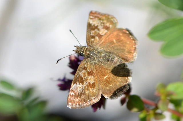 Erynnis tages - cigánylepke