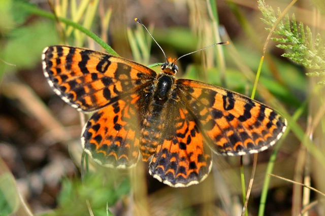 Melitaea didyma - tüzes tarkalepke