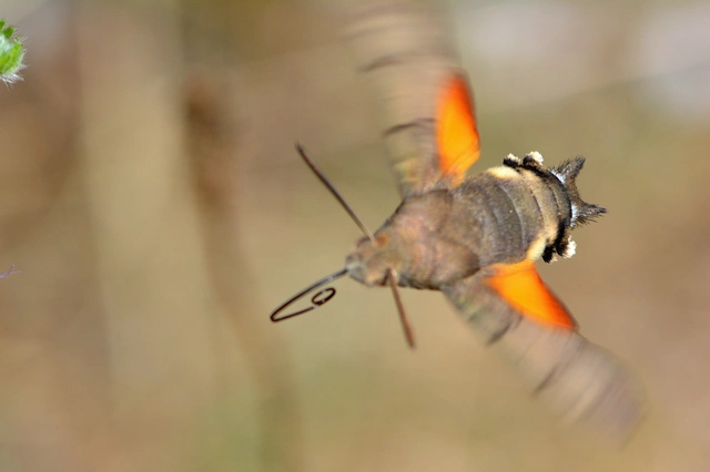 Macroglossum stellatarum - kacsafarkú szender