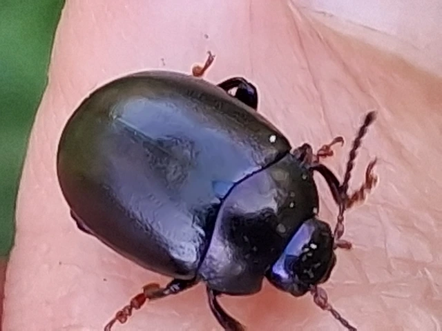 Chrysolina sturmi - vöröslábú levelész