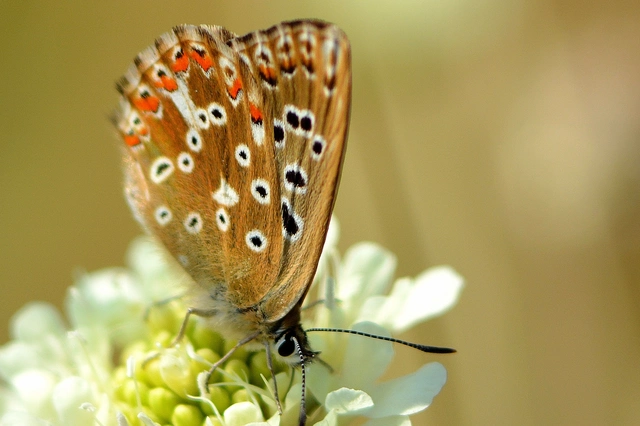 Polyommatus coridon - ezüstkék boglárka