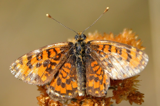Melitaea trivia - kis tarkalepke