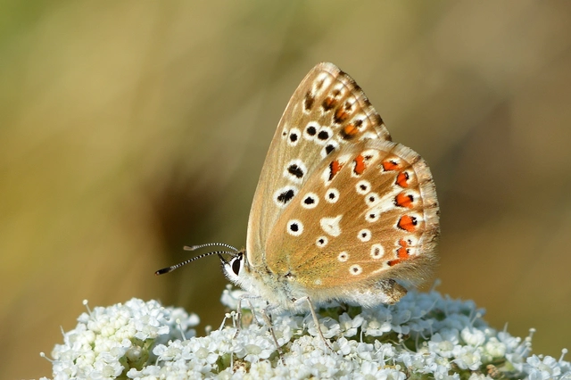 Polyommatus coridon - ezüstkék boglárka