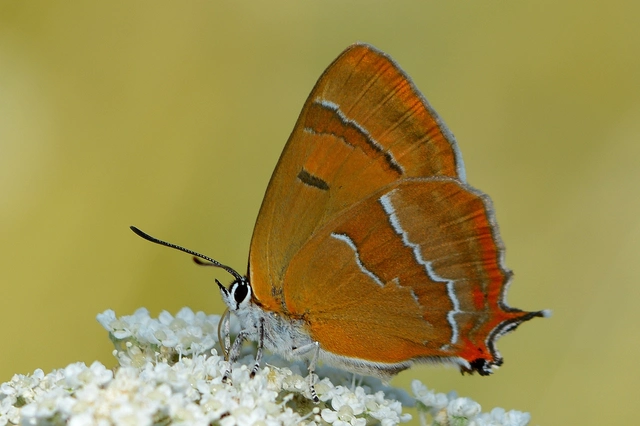Thecla betulae - nyírfalepke