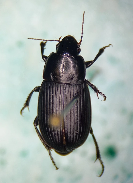Harpalus serripes - fekete lomhafutó