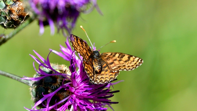 Melitaea didyma - tüzes tarkalepke