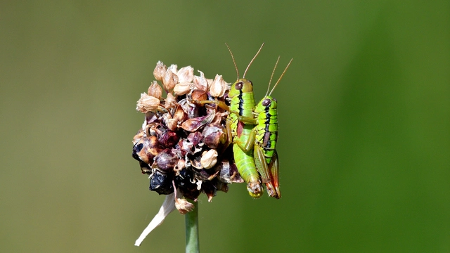 Pseudopodisma nagyi - Nagy-hegyisáska