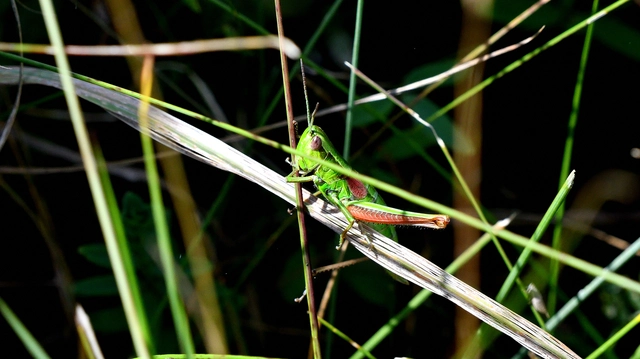 Euthystira brachyptera - smaragdzöld sáska