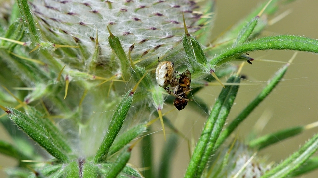 Araneus quadratus - négyes keresztespók