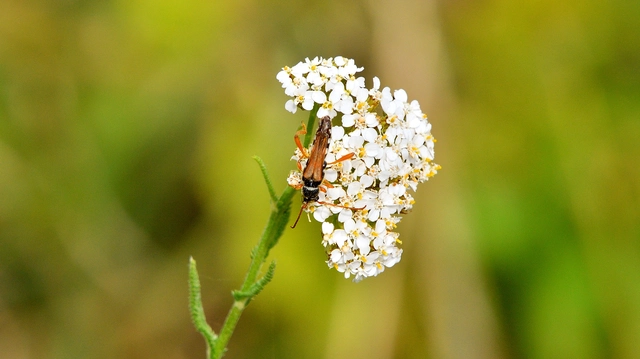 Stenopterus flavicornis - sárgacsápú keskenyfedőscincér