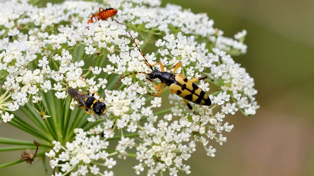 Rutpela maculata - tarkacsápú karcsúcincér