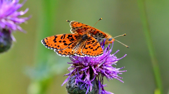 Melitaea didyma - tüzes tarkalepke