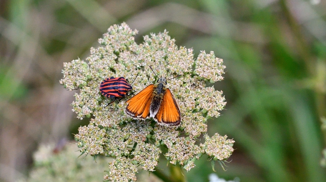 Thymelicus lineola - vonalas busalepke