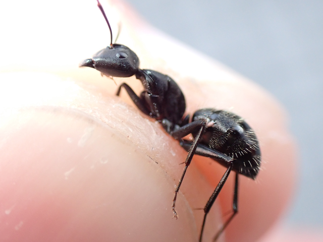 Camponotus vagus - fekete lóhangya