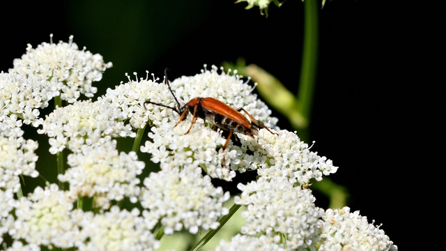 Stictoleptura rubra - vörös virágcincér