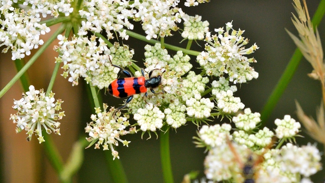 Trichodes apiarius - szalagos méhészbogár