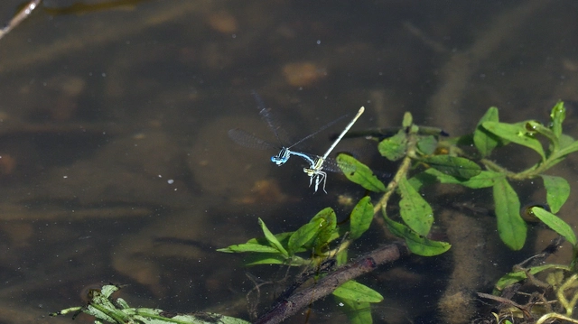 Platycnemis pennipes - széleslábú szitakötő