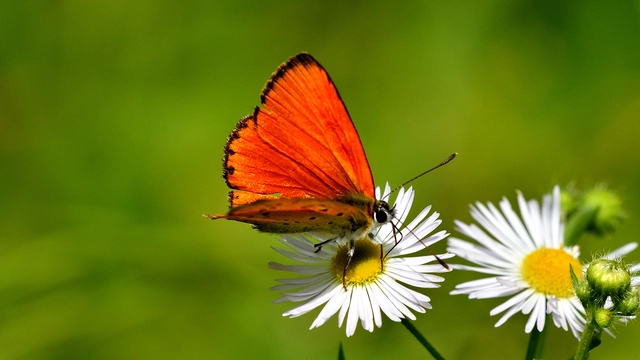 Lycaena virgaureae - arany-tűzlepke