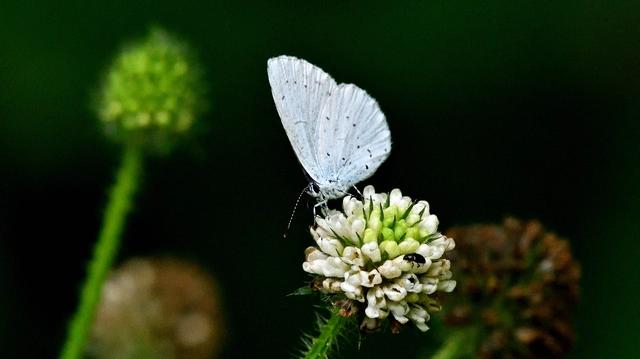 Celastrina argiolus - bengeboglárka