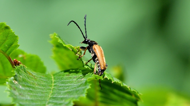 Stictoleptura rubra - vörös virágcincér