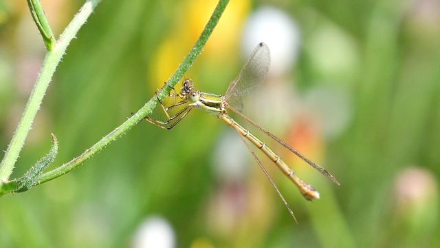 Lestes barbarus - foltosszárnyjegyű rablószitakötő
