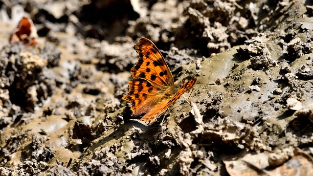 Nymphalis c-album - C-betűs lepke