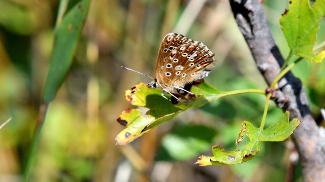 Polyommatus coridon - ezüstkék boglárka
