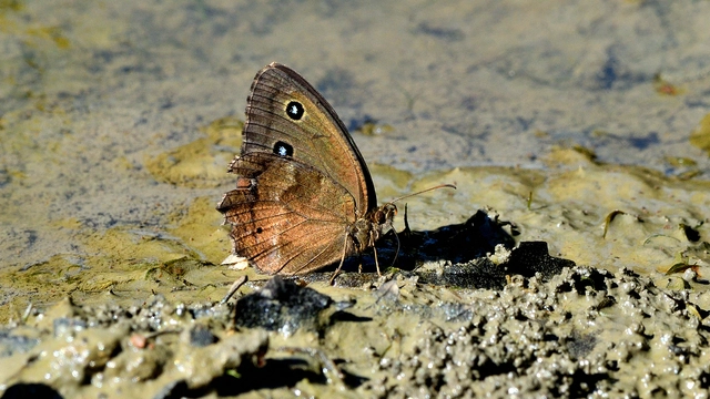 Minois dryas - fekete szemeslepke