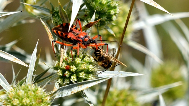 Rhynocoris iracundus - közönséges gyilkospoloska