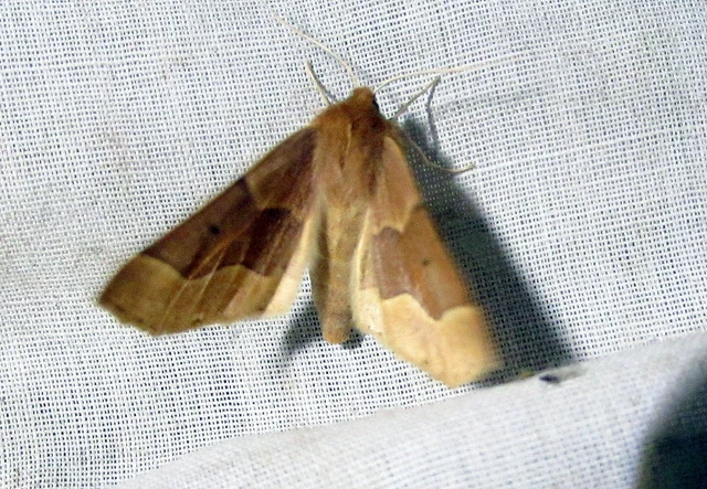 Crocallis tusciaria - barna sávosaraszoló