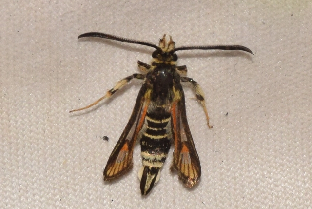 Bembecia ichneumoniformis - fürkész-szitkár
