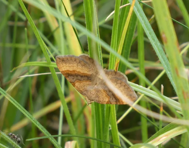 Scotopteryx chenopodiata - libatop-araszoló