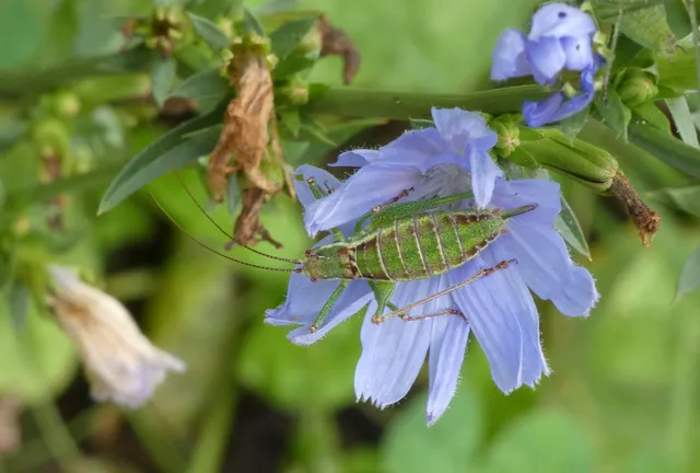 Leptophyes albovittata - közönséges virágszöcske
