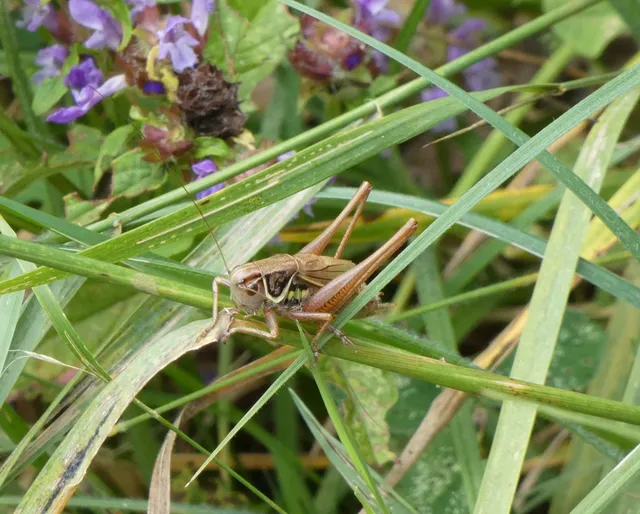Roeseliana roeselii - Rösel-rétiszöcske