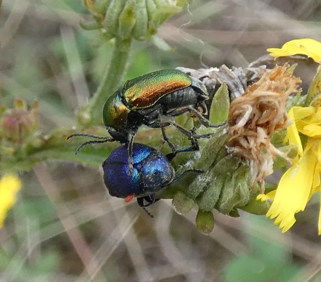 Cryptocephalus