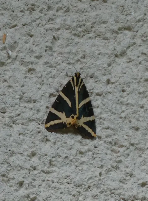 Euplagia quadripunctaria - csíkos medvelepke