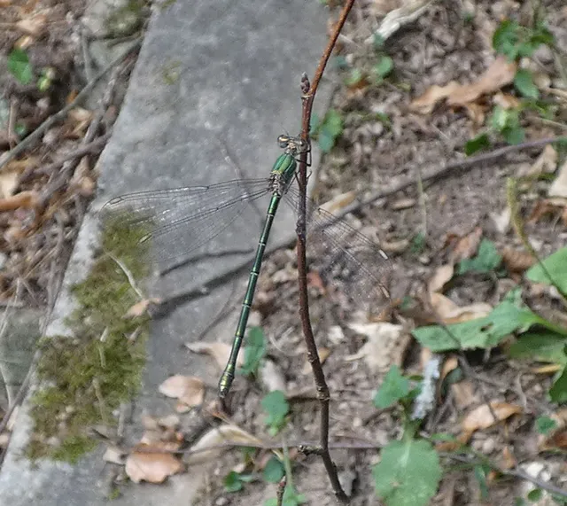 Chalcolestes viridis/parvidens