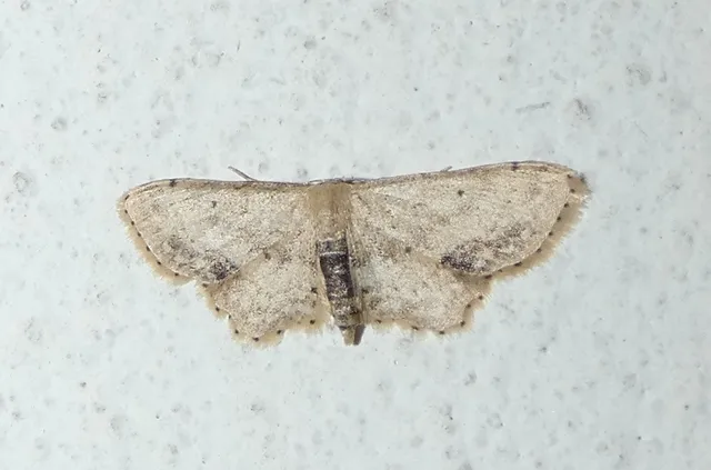 Idaea dimidiata - gyakori apróaraszoló