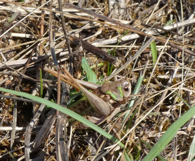 Decticus verrucivorus - szemölcsevő szöcske
