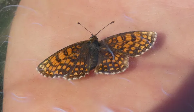 Melitaea athalia - közönséges tarkalepke