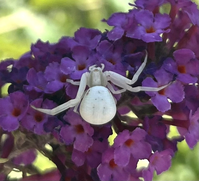 Misumena vatia - viráglakó karolópók