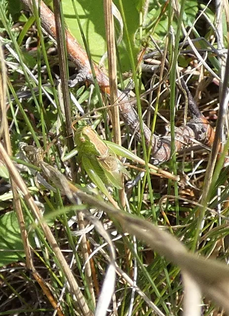 Bicolorana bicolor - halványzöld rétiszöcske
