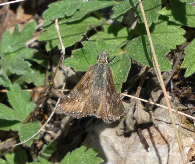 Erynnis tages - cigánylepke