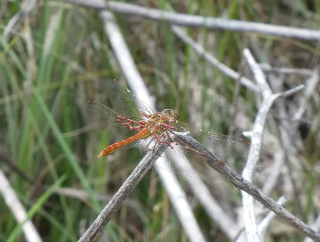 Sympetrum meridionale - fakó katona-szitakötő