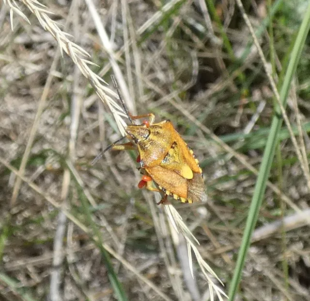 Carpocoris Carpocoris
