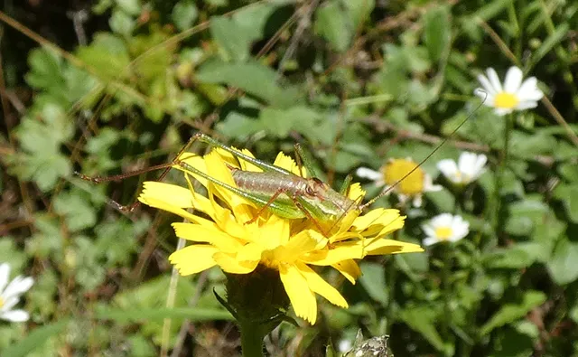 Leptophyes albovittata - közönséges virágszöcske